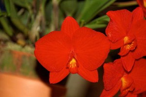 S. coccinea Tokyo Crown AM